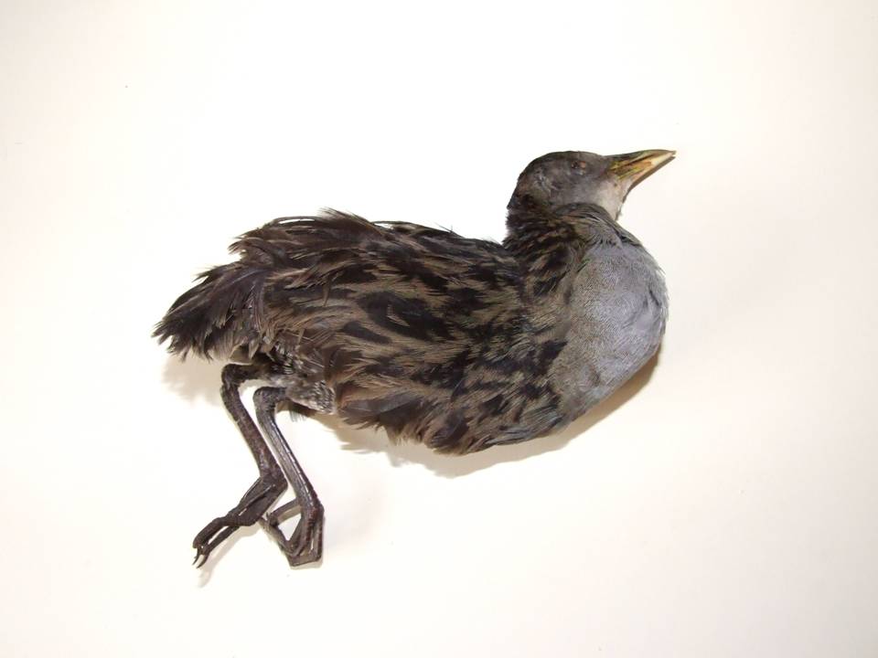 FIGURE 1 FIGURE 1